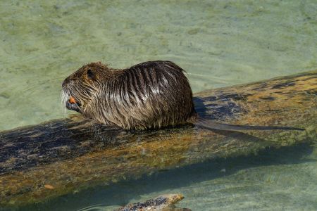 Nutria