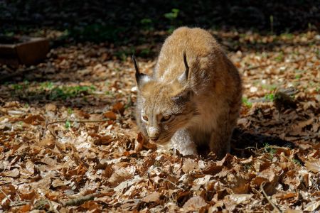 Luchs