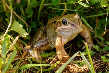 Grasfrosch